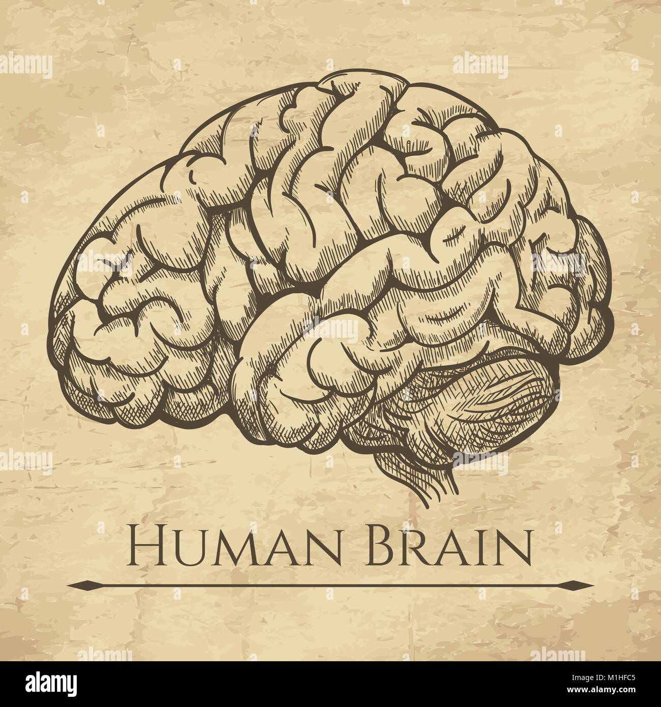 Retro cerveau gravure anatomique. Vieux croquis dessin anatomique cerveau anatomie ou la gravure à l'esprit humain vector illustration Illustration de Vecteur