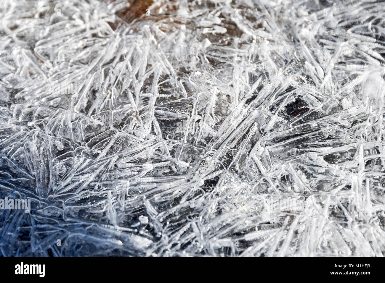 Vue rapprochée d'un treillis de cristaux de glace qui se forme sur un ruisseau de Northeast Harbor, Maine. Banque D'Images