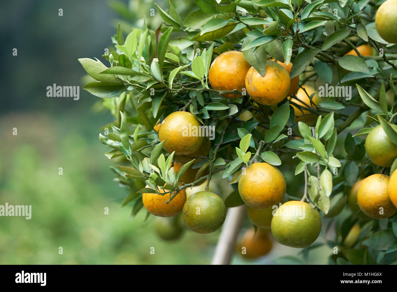 Les oranges avec des fruits orange sont plantés au milieu de l'orangers situé à haute altitude dans des conditions qui sont froides, adapté pour la croissance et l'yie Banque D'Images