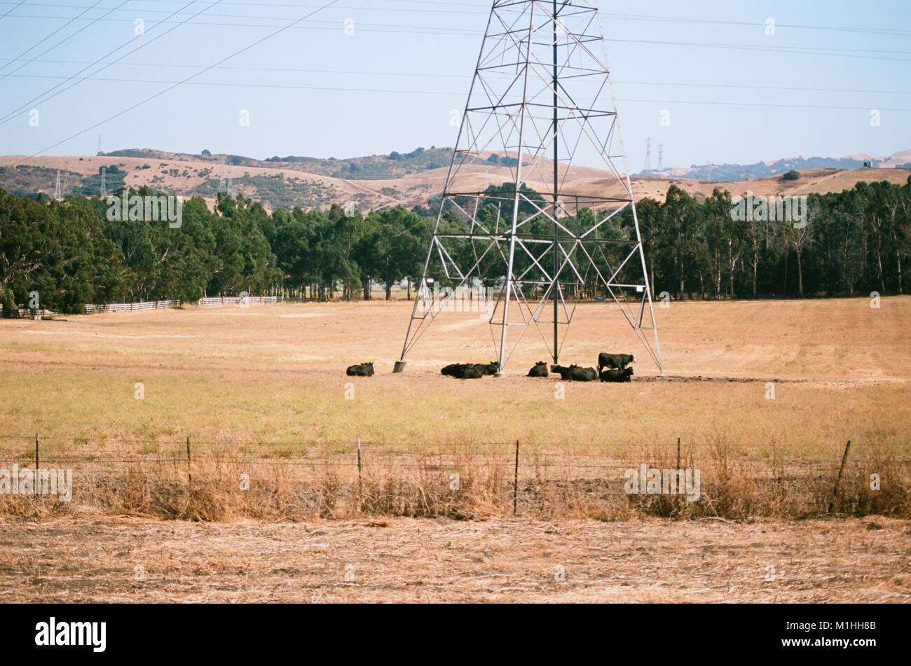 Les vaches se rassemblent près de la base d'un pylône de transmission électrique haute tension dans un champ dans une zone rurale de la région de la baie de San Francisco près de Hayward, Californie, le 17 août 2017. () Banque D'Images