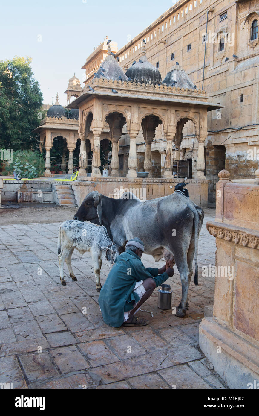 La traite des vaches dans la cour intérieure du palais Badal, Jaisalmer, Rajasthan, India Banque D'Images