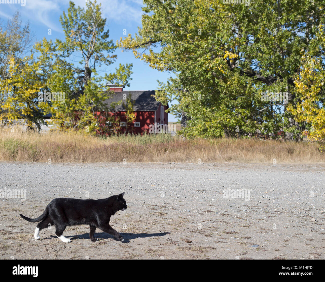 Chat noir et blanc marchant le long de la route de ranch en gravier dans la cour de ferme Banque D'Images