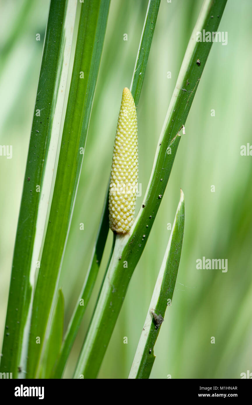 L'Acorus calamus,Kalmus, Calamus, flag, rat, carex, de calomel Banque D'Images