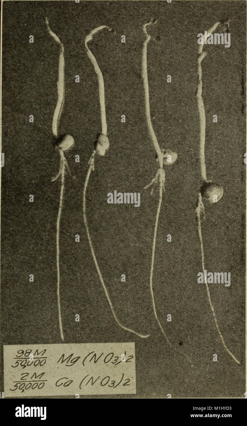 Cette étude de 1912 examine comment l'absorption et l'excrétion des sels par les racines des plantes sont affectées par la concentration et la composition des solutions de culture, contribuant ainsi à la recherche en physiologie végétale. Banque D'Images
