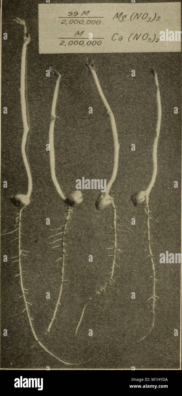 Cette étude de 1912 examine comment les racines des plantes absorbent et excrètent les sels, en se concentrant sur l'impact de la concentration et de la composition des solutions de culture sur ce processus. Banque D'Images