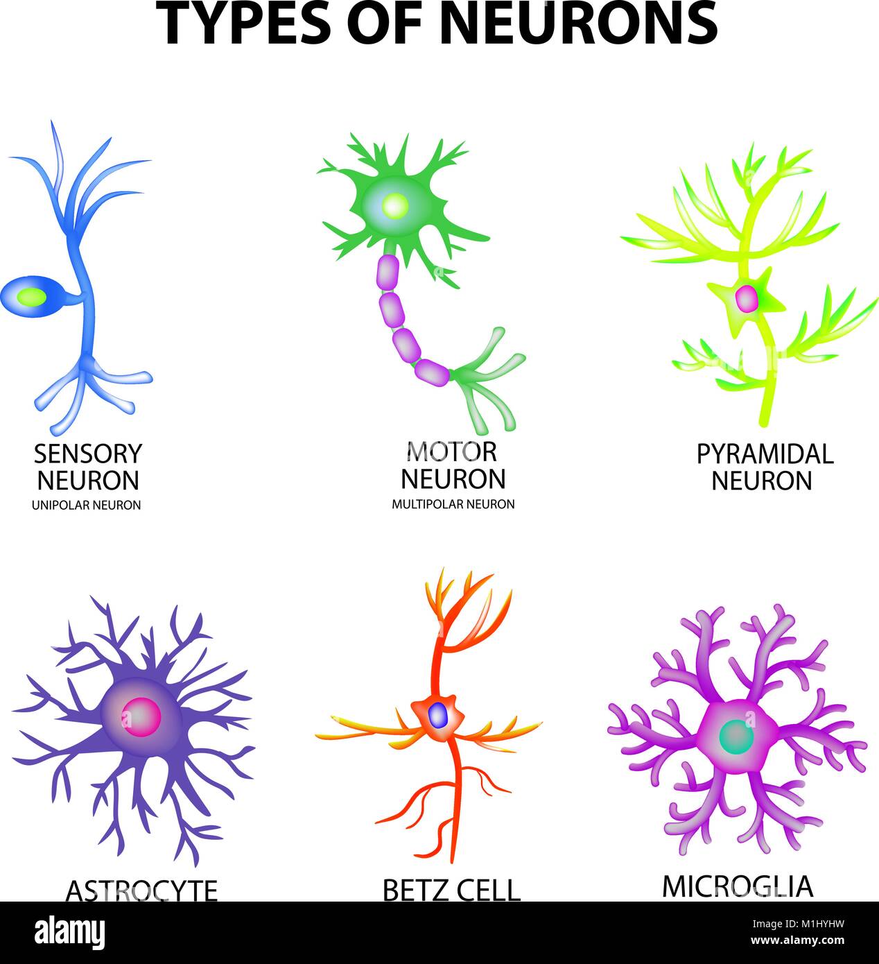 Types de neurones. Sensoriel, de la structure, du neurone moteur, pyromidal astrocytes, cellules de Betz, les microglies. Set. Vector illustration infographies sur backg isolés Illustration de Vecteur