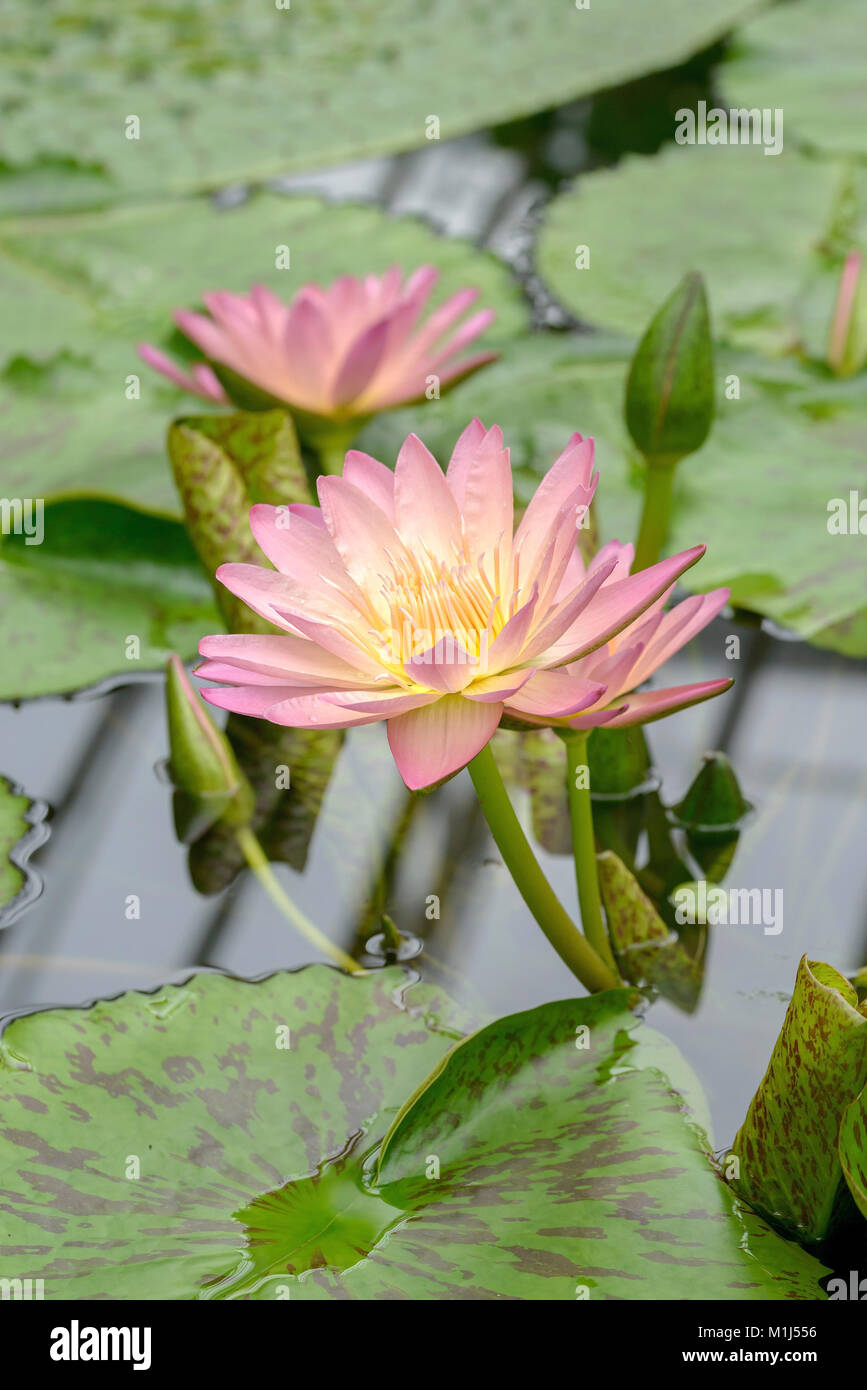 Nénuphar (Nymphaea Albert Greenberg), Seerose (Nymphaea Albert Greenberg) Banque D'Images