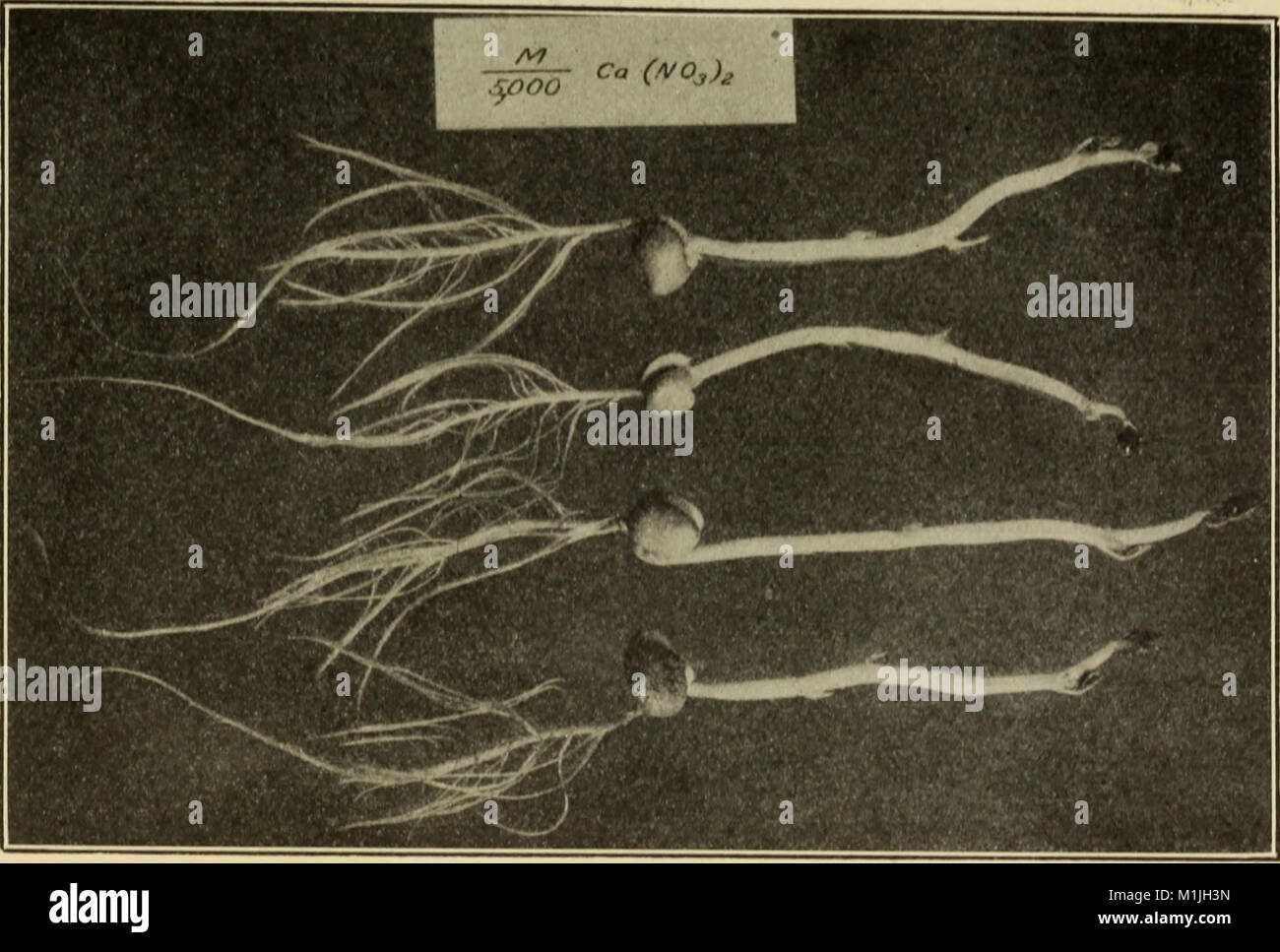 Cette étude de 1912 explore comment la concentration et la composition des solutions de culture affectent l'absorption et l'excrétion des sels par les racines des plantes. Il contribue à la compréhension de la physiologie des plantes et de l'absorption des nutriments. Banque D'Images