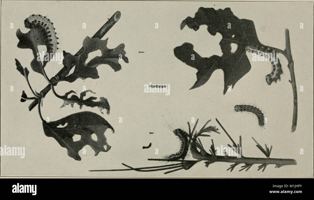 L'Agriculture du Maine - rapport annuel de la commissaire à l'Agriculture de l'État du Maine (1903-1940).) (17947586911) Banque D'Images