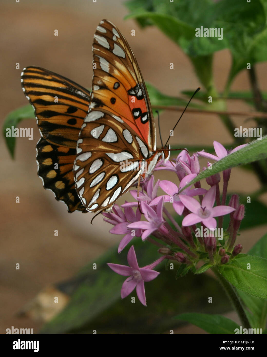 Gulf fritillary papillon sur les fleurs violettes Banque D'Images