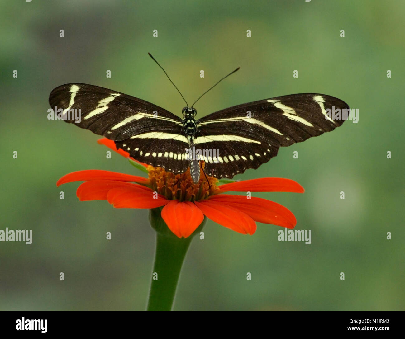 Zebra Longwing papillon sur fleur orange Banque D'Images