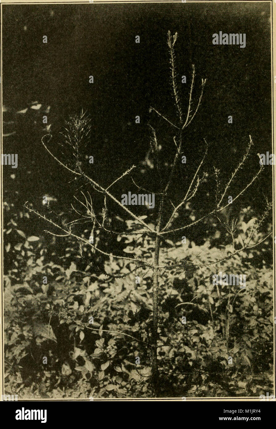 Une liste annotée des insectes forestiers nord-américaine importante (1909) (18419320232) Banque D'Images