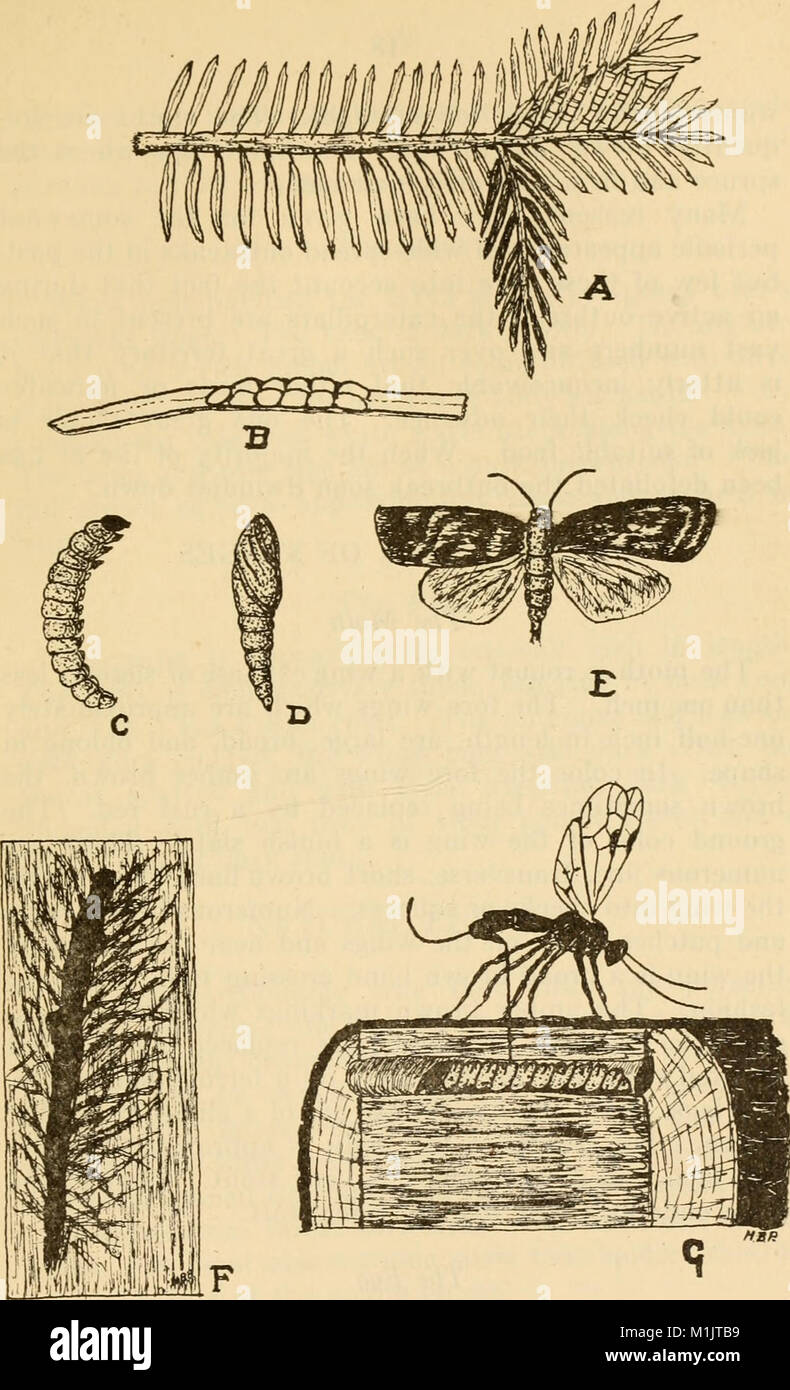 Une liste annotée des insectes forestiers nord-américaine importante (1909) (18235525710) Banque D'Images