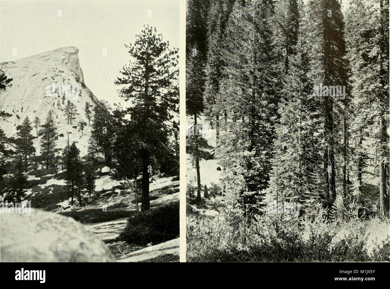 Ce travail de 1924 fournit un compte rendu détaillé de la diversité de la vie animale à Yosemite, en se concentrant sur les mammifères, les oiseaux, les reptiles et les amphibiens trouvés dans la Sierra Nevada, mettant en lumière la faune et les écosystèmes de la région. Banque D'Images