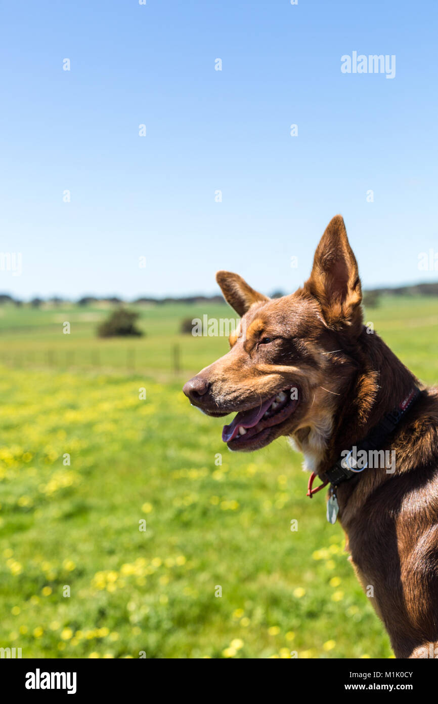 Chien de ferme sur l'arrière de l'ute dans les enclos de ferme Banque D'Images