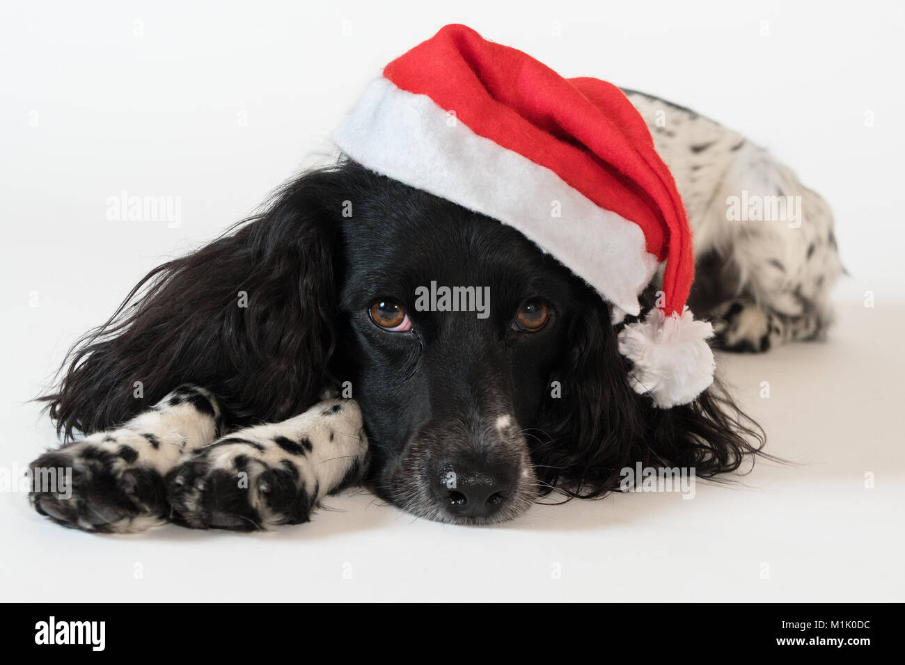 Belle épagneul femelle dans un bonnet rouge de Père Noël sur fond blanc Banque D'Images