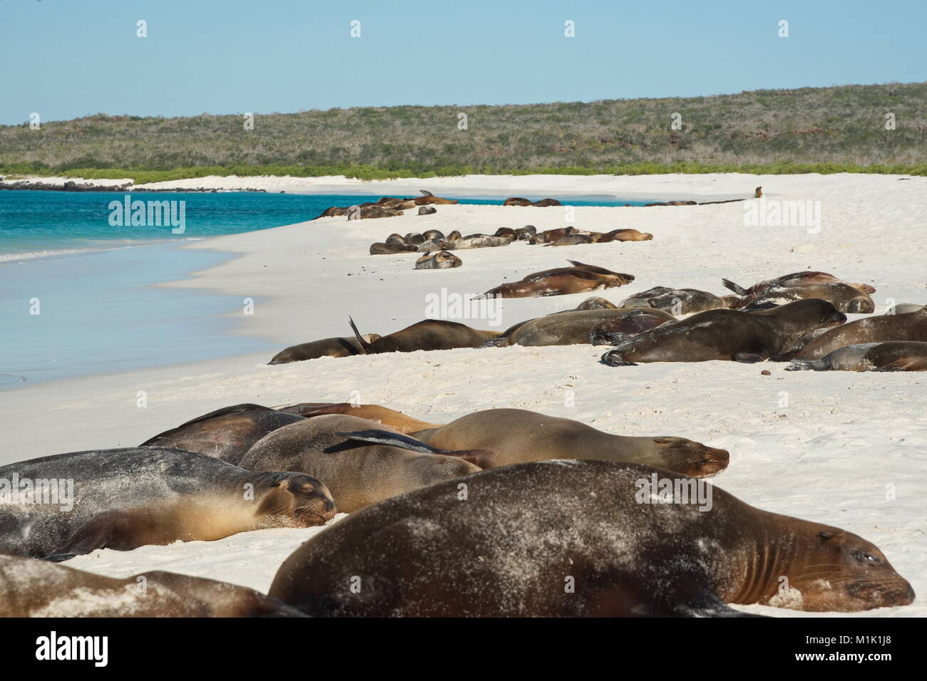 Lion de mer Galapagos (Zalophus wollebaeki) - plage de sable fin et blanc avec un grand nombre de lions de mer à dormir au bord de l'eau Banque D'Images