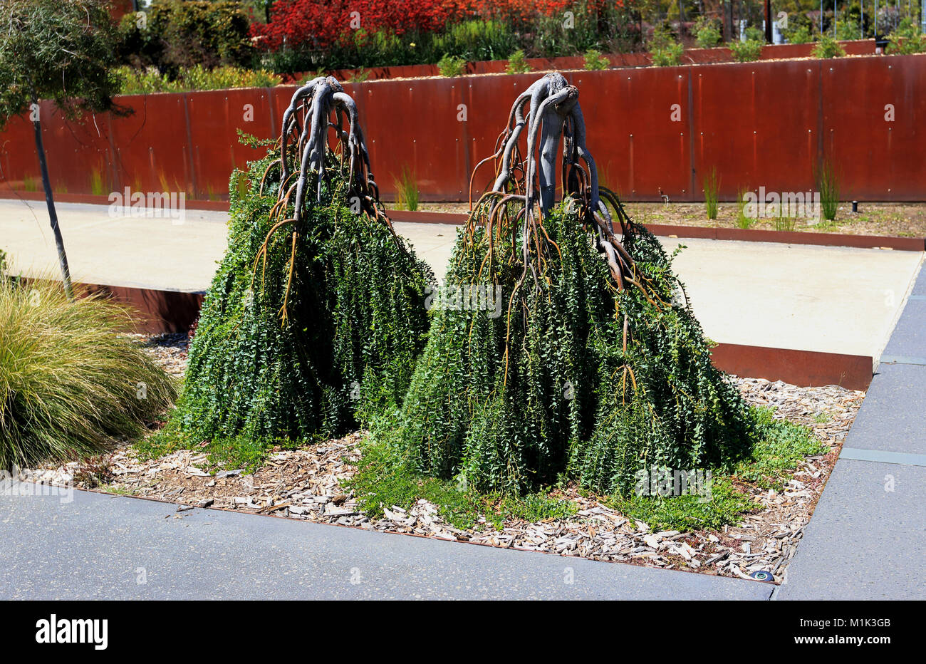 Acacia cultriformis Cascade ou connu sous le nom de Cascade' Lame Wattle Banque D'Images