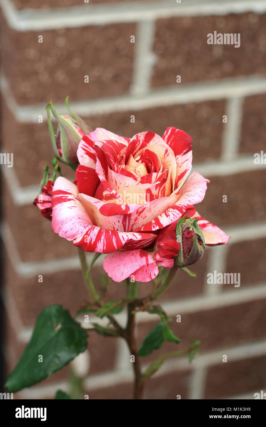 Close up of Tiger Framboise Rose en pleine floraison Banque D'Images