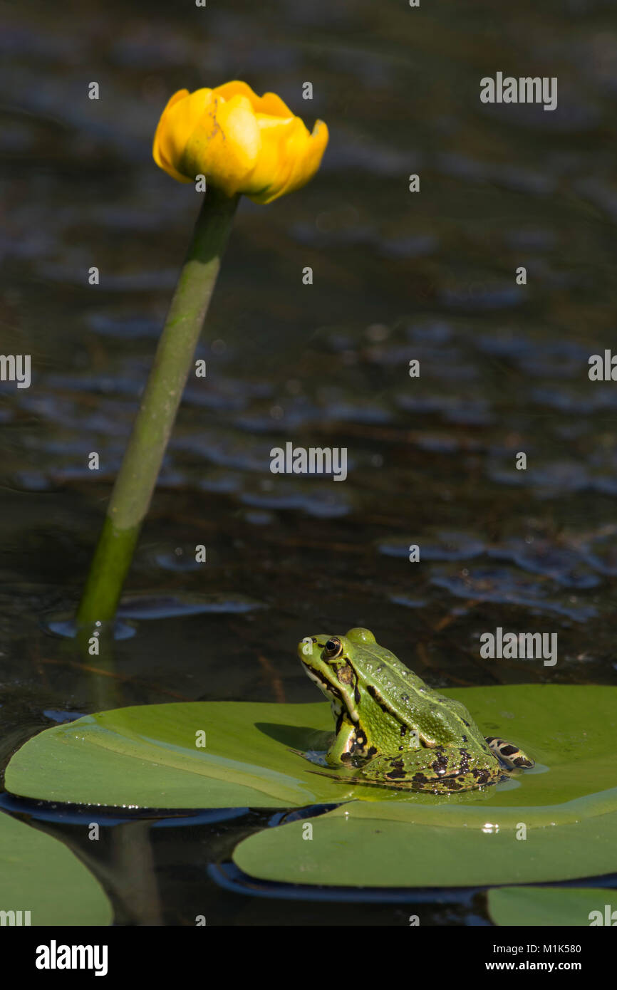 La grenouille verte (Rana esculenta) est assise sur la feuille d'un étang-lily, Burgenland, Autriche Banque D'Images