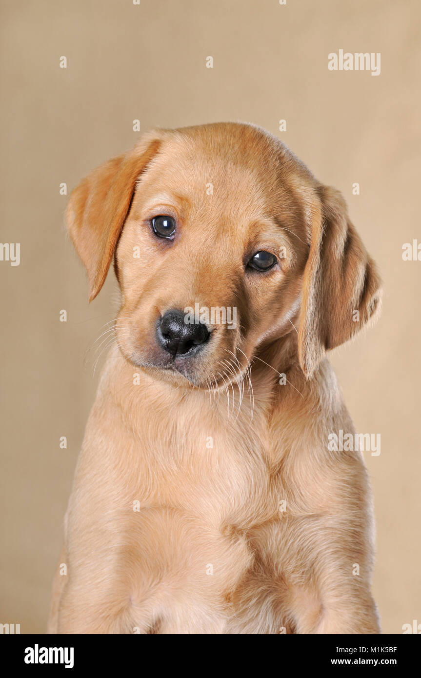 Labrador Retriever, chiot, 9 semaines, animal portrait, studio shot Banque D'Images