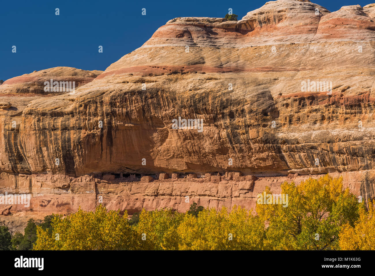 Grande ruine, un village ancestral Puebloan falaise, situé sur la face d'un disque d'accès au sein de la falaise Salt Creek Canyon dans les aiguilles District de Canyo Banque D'Images