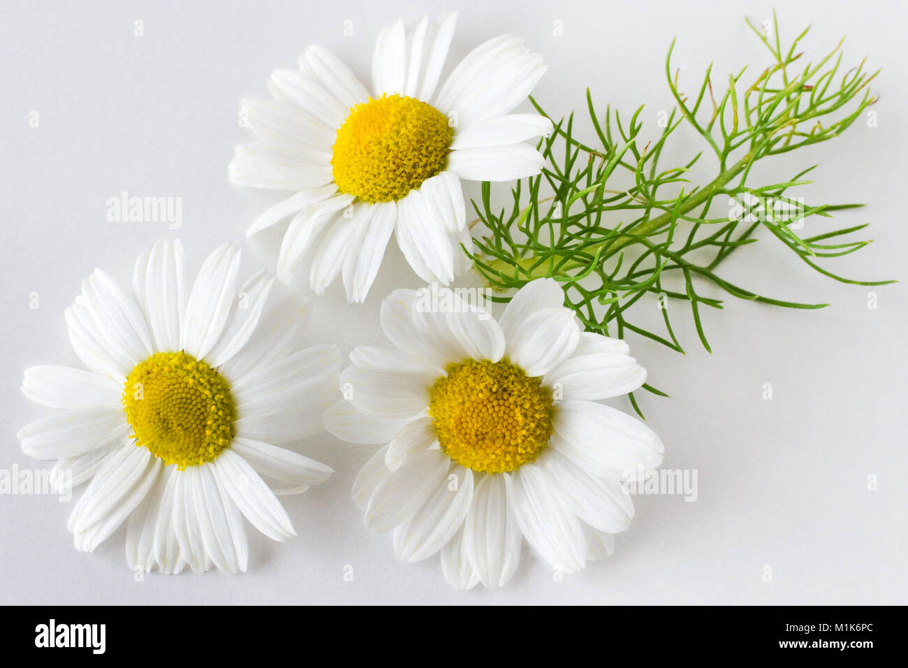 Camomille (Matricaria chamomilla) - soins de santé et de traitement médical - fleurs blanches sur le fond blanc Banque D'Images