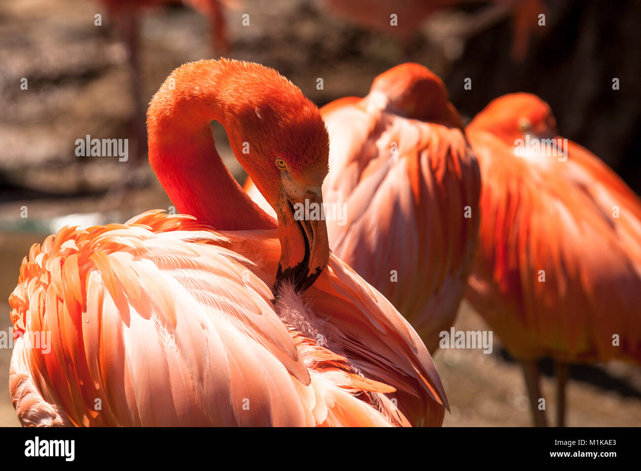 Allemagne, Cologne, le jardin zoologique, le Flamingo. Deutschland, Koeln, im Zoo, flamants roses. Banque D'Images