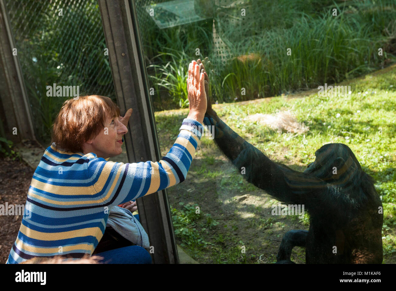 Allemagne, Cologne, Cologne Jardin Zoologique, bonobo et visiteur mettre la main sur l'autre, la fenêtre en verre. Deutschland, Koeln, Koelner Zoo, Bonobo Banque D'Images