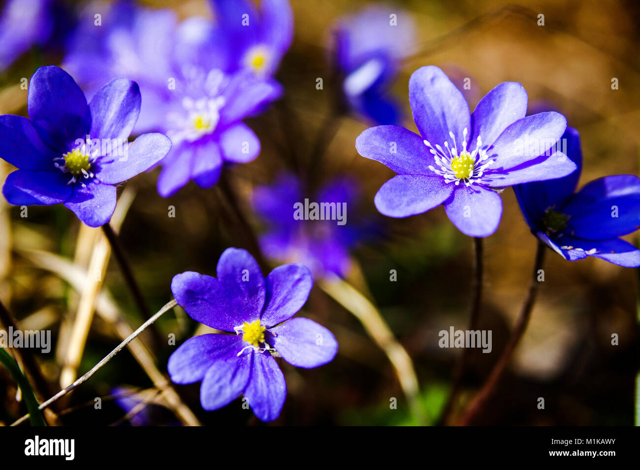Première violette bleu dans la forêt. Fleurs sauvages du printemps bleu,  l'hépatique Hepatica nobilis. Champ de deph faible Photo Stock - Alamy