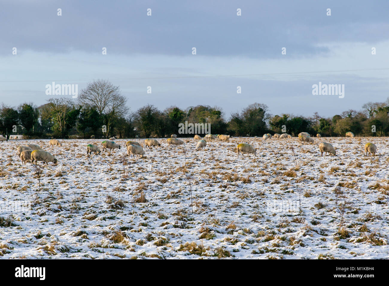 Des moutons paissant dans la neige par un froid matin de janvier sur le champ près de Setanta House Village, comté de Kildare, Irlande Banque D'Images