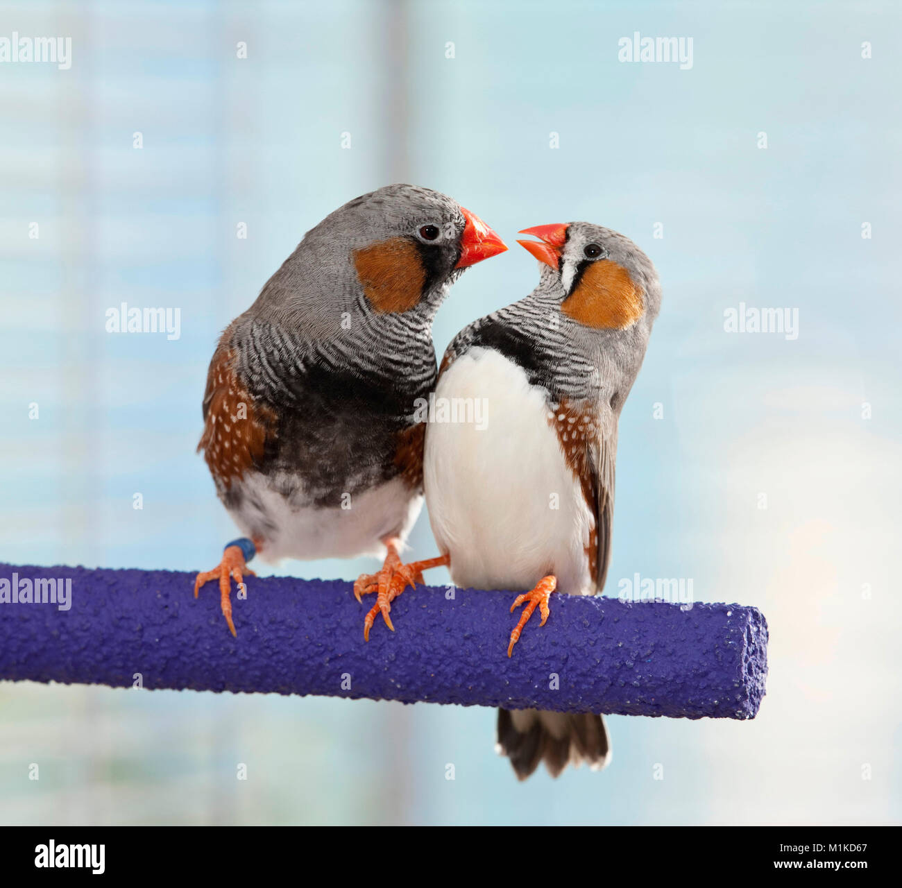 Diamant mandarin (Taeniopygia guttata). Couple perché sur une perche. Allemagne Banque D'Images