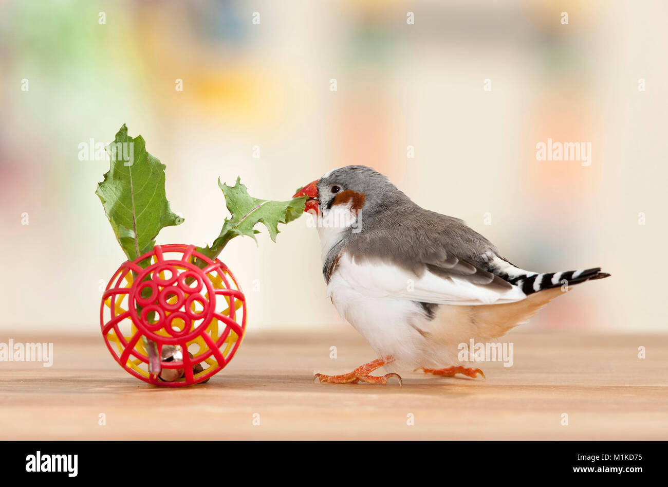 Diamant mandarin (Taeniopygia guttata). Adulte qui les feuille de pissenlit d'un treillis rouge boule. Allemagne Banque D'Images