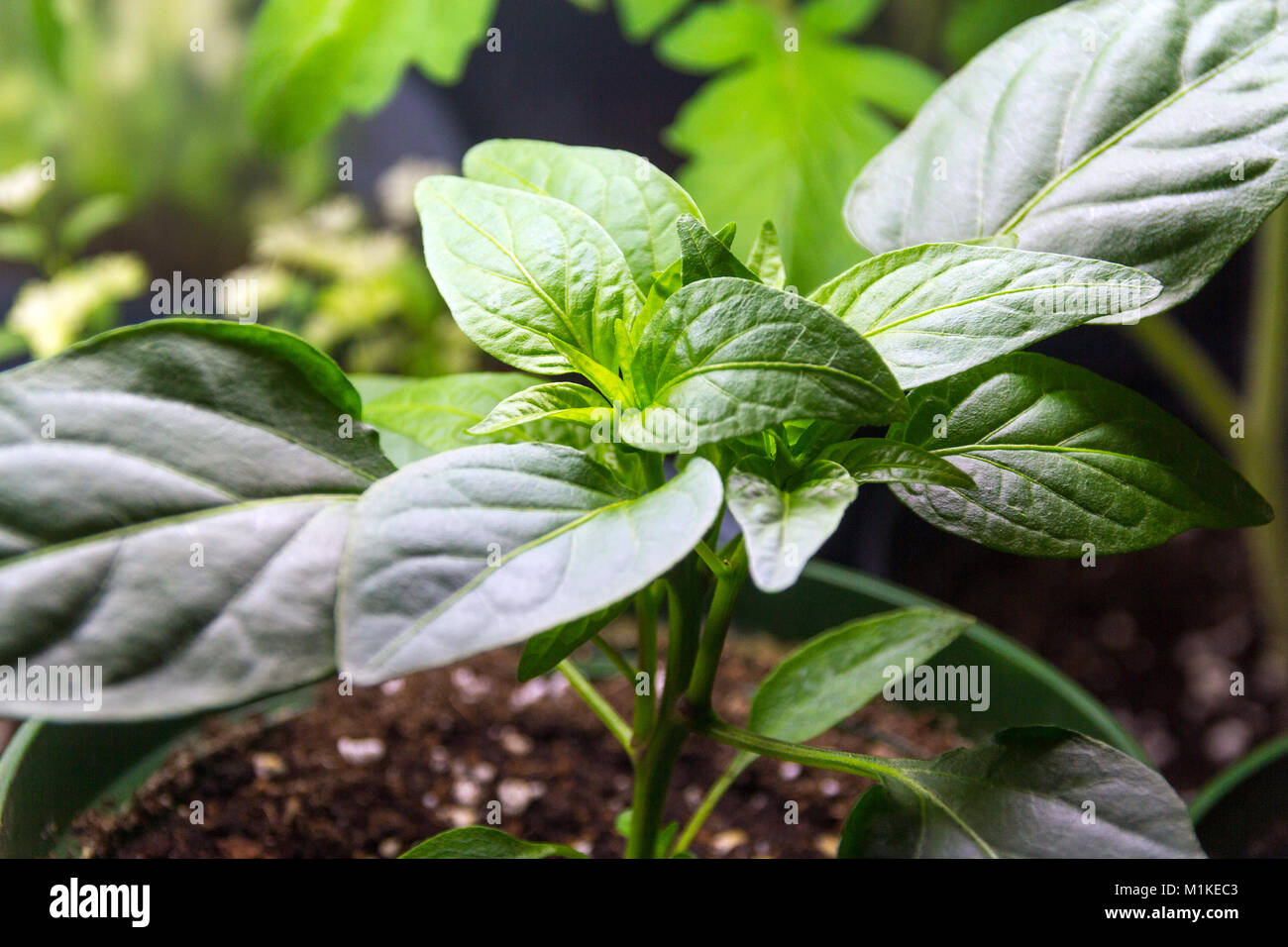 Pepper plant growing intérieur sous lumière néon Banque D'Images