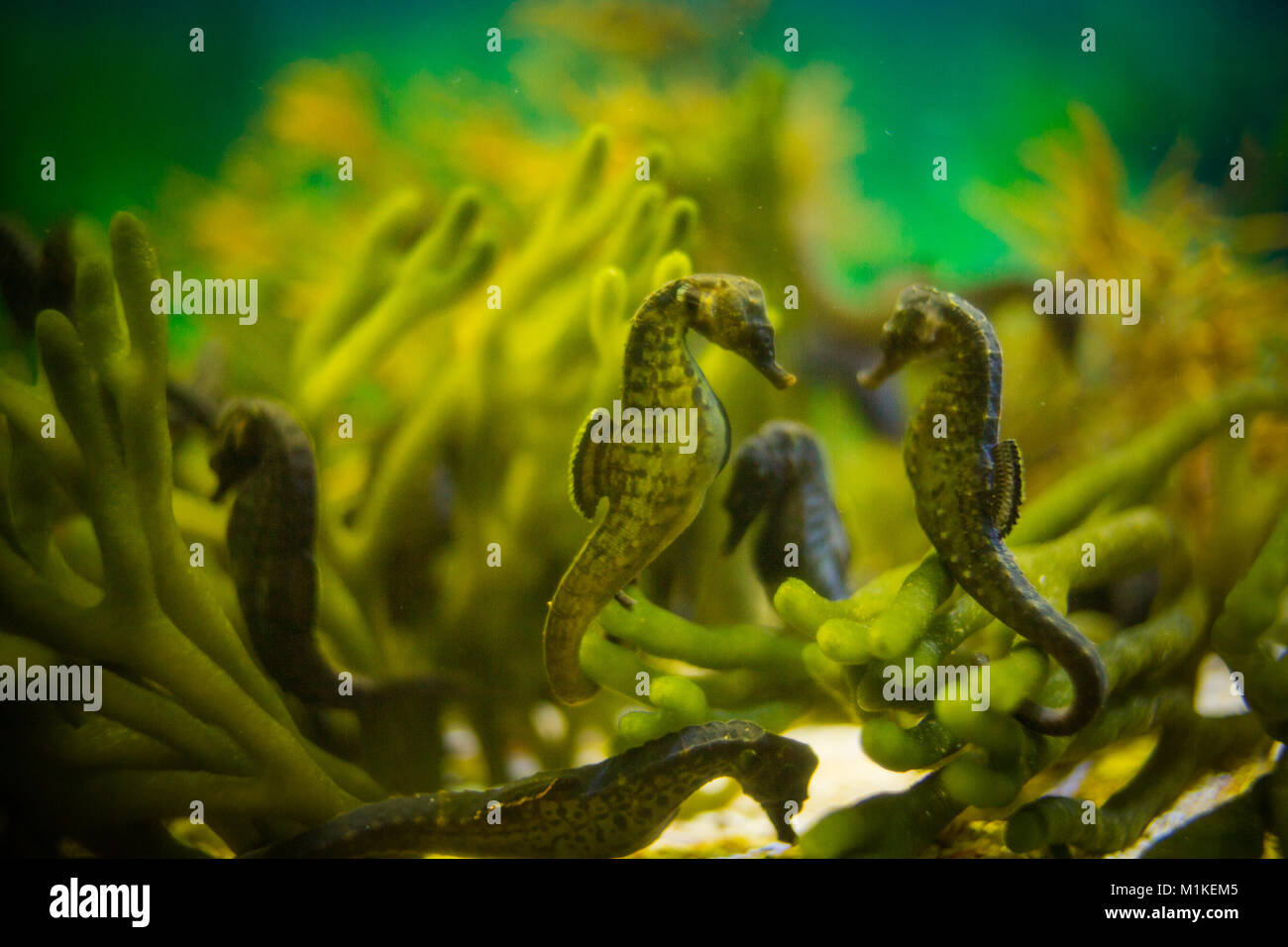 Close up image d'hippocampes dans un aquarium Banque D'Images