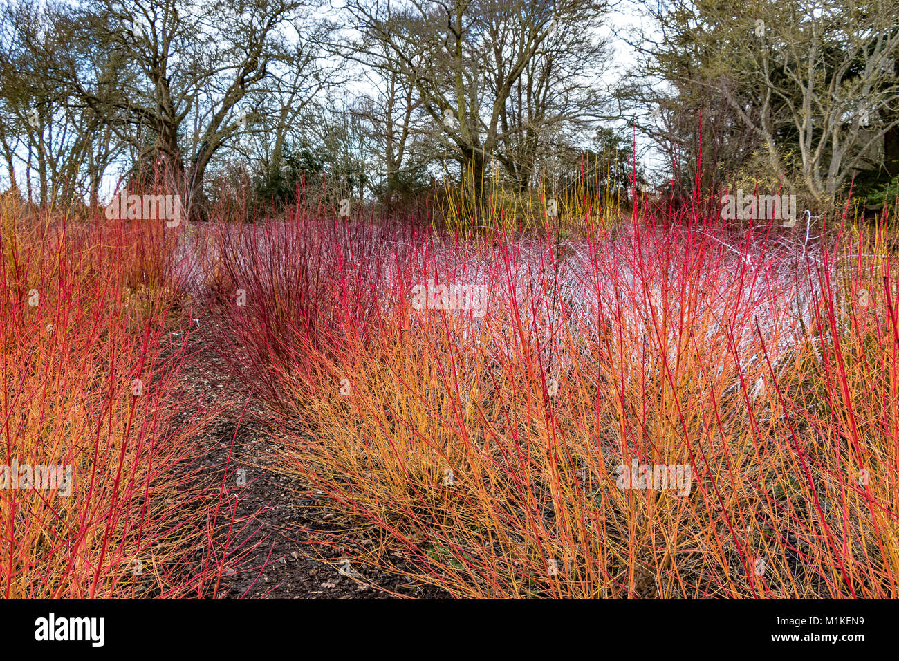 Couleur d'hiver rouge fourni par une combinaison de Cornus sanguinea Midwinter fire dans l'avant-plan et Rubus cockburnianus à l'arrière Banque D'Images