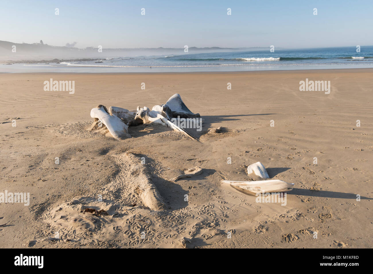 L'Afrique du Sud, Western Cape, l'os d'un rorqual commun sur la plage. Banque D'Images