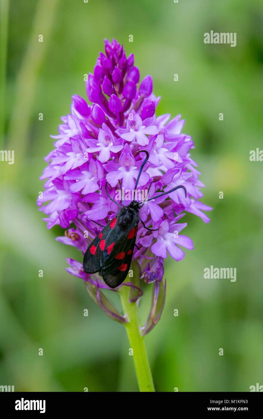 Anacamptis pyramidalis orchidée pyramidale et cinq spot burnet moth Zygaena trifolii à Green vers le bas dans le Somerset UK Banque D'Images