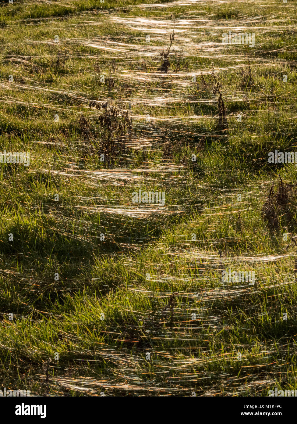 Fils mis en lumière par le soleil de fin de soirée dans une prairie Somerset a fait des centaines de ballooning spiders landing proches 1UK Banque D'Images