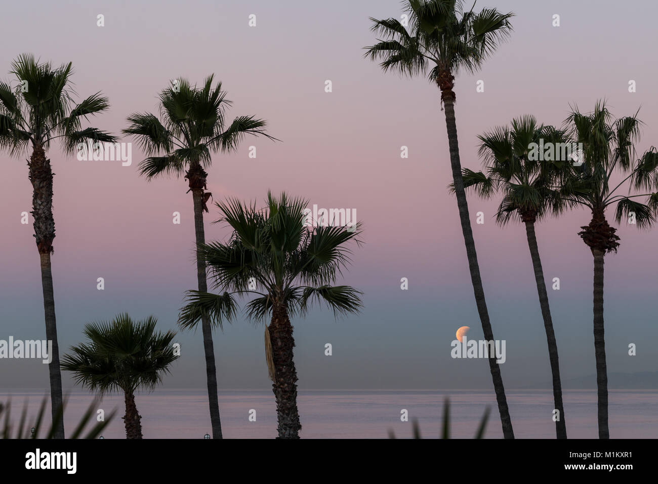 Manhattan Beach, Californie, USA. 31 janvier, 2018. L'offre Super sang bleu lune se couche sur l'océan Pacifique par l'intermédiaire de palmiers à Manhattan Beach, en Californie. Credit : Brent Durand/Alamy Live News Banque D'Images