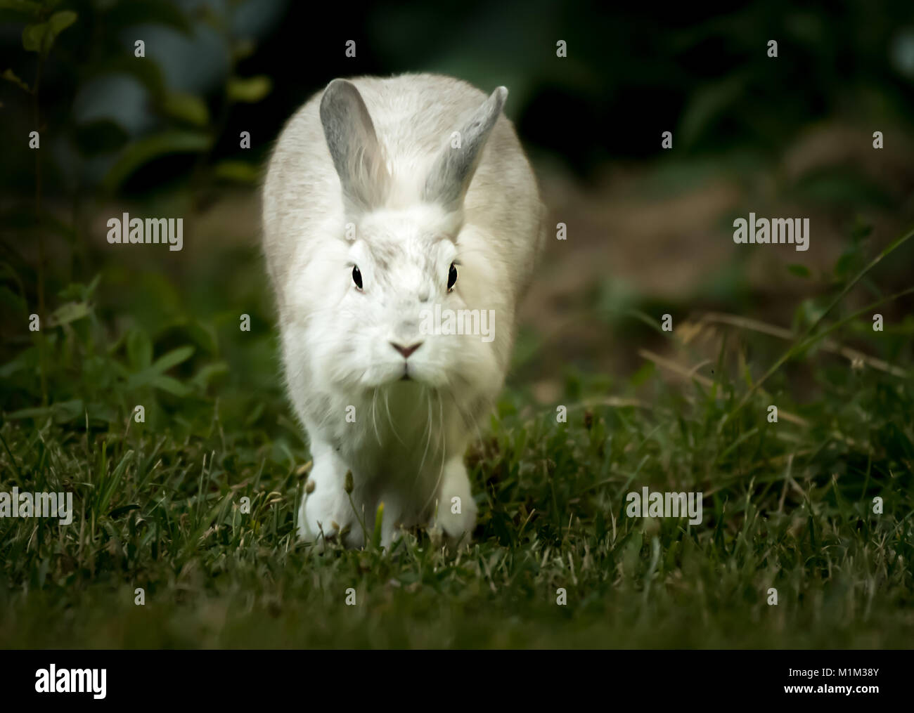Un lapin blanc, tête de lion, la course dans le jardin au printemps Banque D'Images