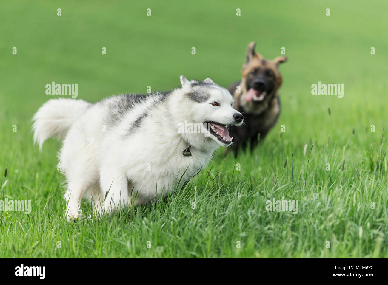 Siberian Husky Et Berger Allemand Deux Chiens Jouant Sur Un