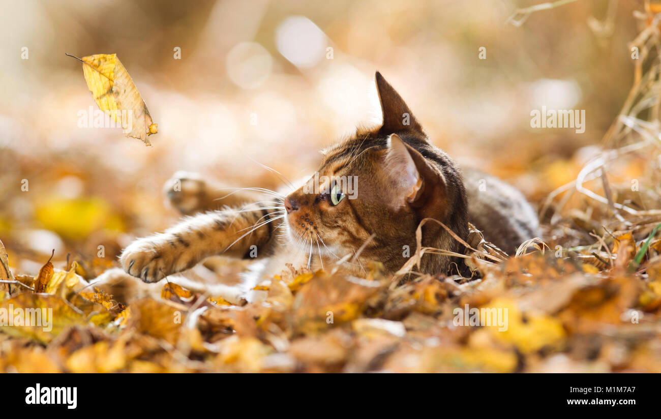 Bengal chat couché dans la litière, regarder la feuille tombante. Allemagne Banque D'Images