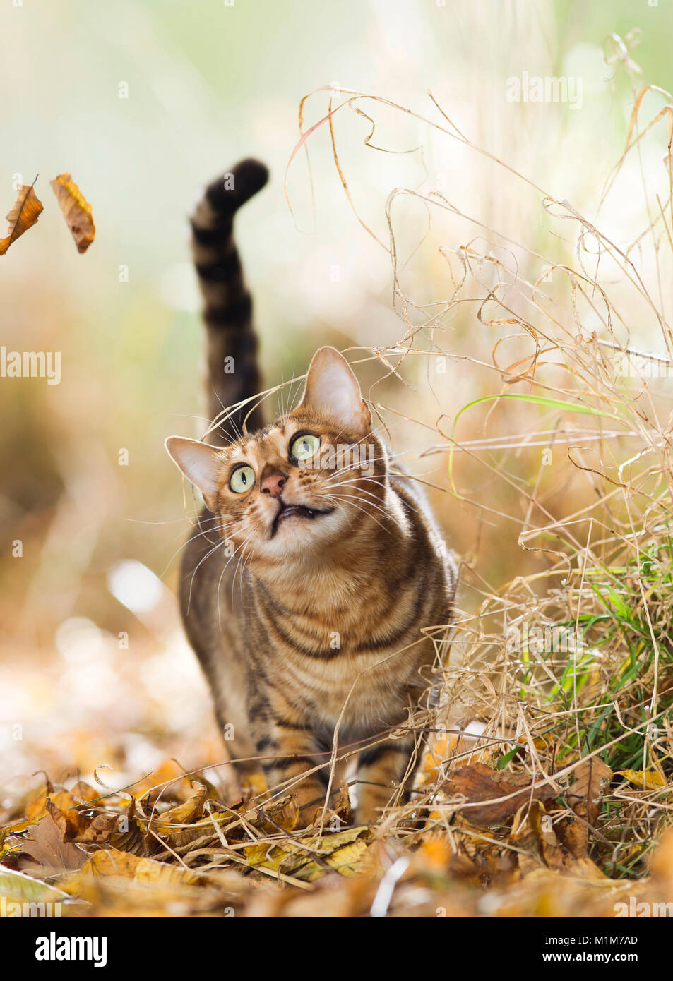 Bengal chat debout dans la litière de feuilles. Allemagne Banque D'Images