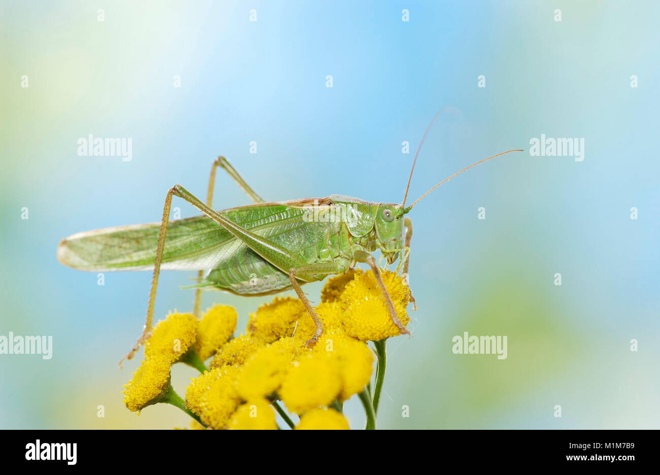 Grande Charte verte (Tettigonia viridissima) Bushcricket sur tanaisie fleurs. Allemagne Banque D'Images