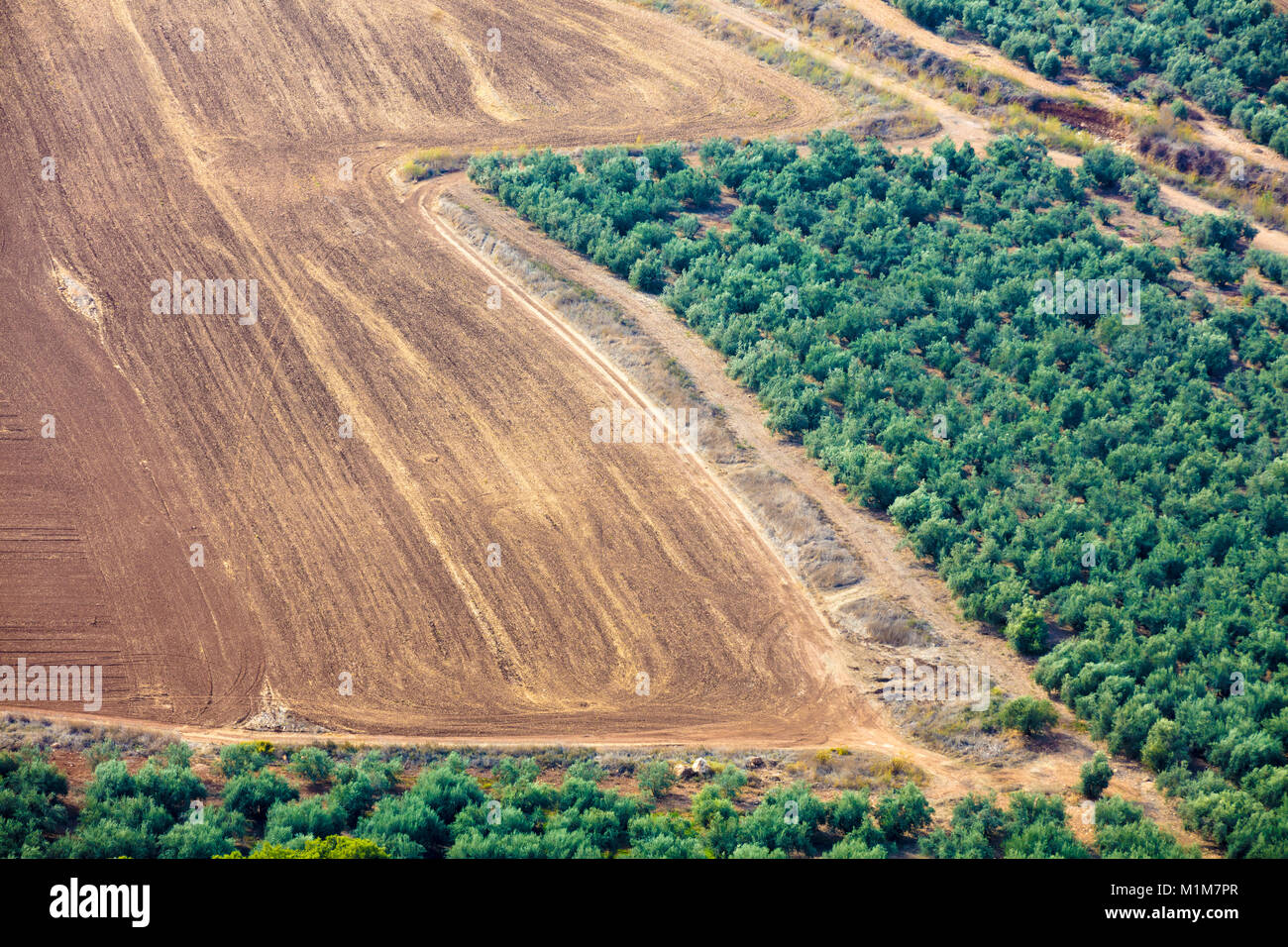 Vue aérienne de champ arable et plantation olive Banque D'Images