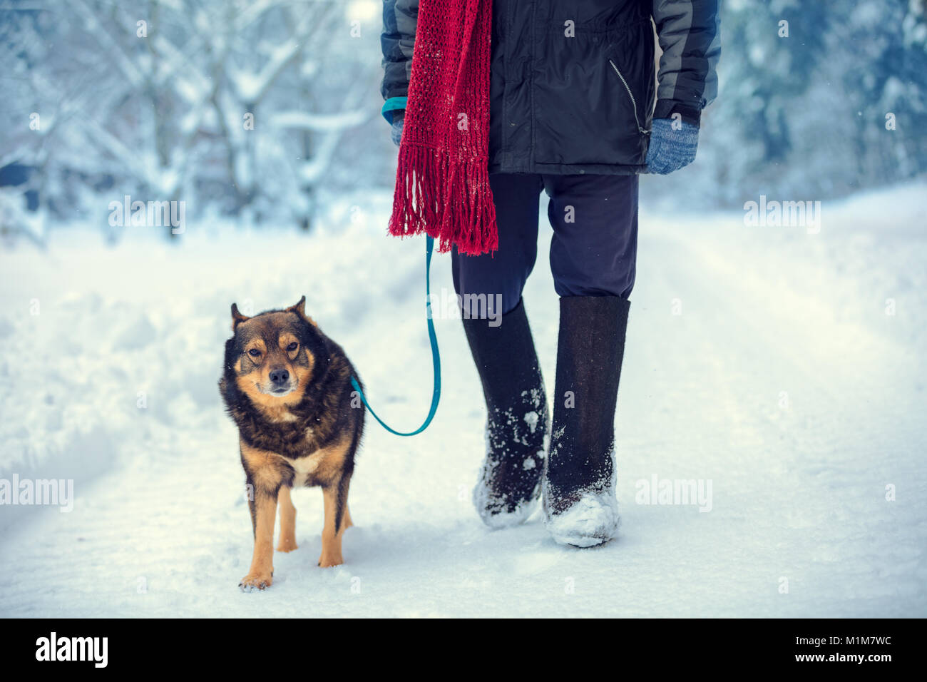 Homme avec chien en laisse marche sur route de campagne enneigée en hiver Banque D'Images