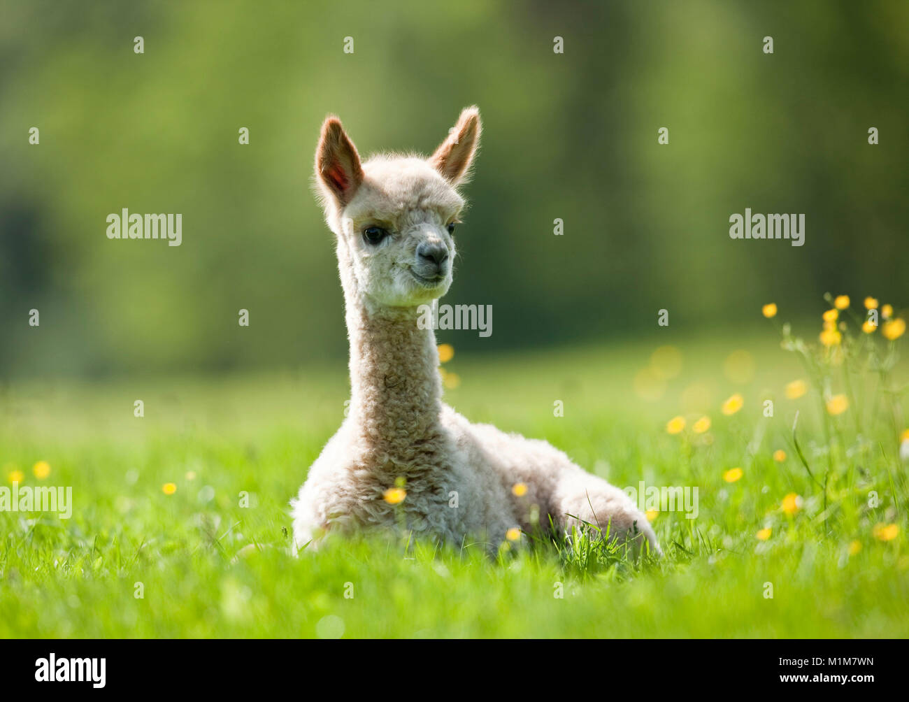 Alpaca (Vicugna pacos). Jeune lyng sur un pré. Allemagne Banque D'Images