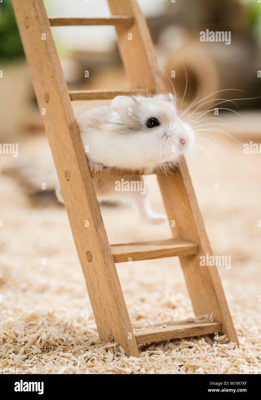 Hamster Roborovski (Phodopus roborovskii) grimper sur une échelle en bois. Restriction : pas de guides pour les soins des animaux jusqu'à 09,2017 Banque D'Images