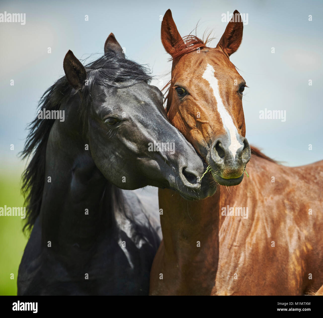 American Quarter Horse. Une cour pour l etalon noir une jument alezane sur un pre. Allemagne Photo Stock Alamy